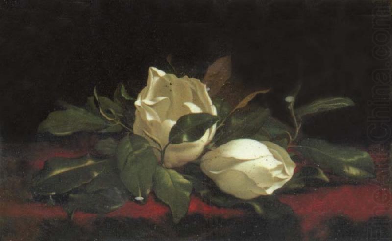 Magnolia Buds, Martin Johnson Heade